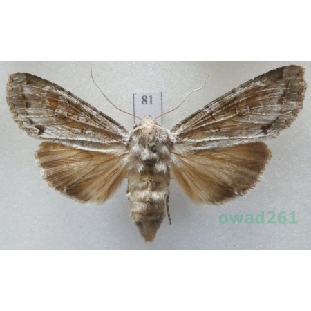 Polia bombycina (Hufnagel, 1766) Czech81